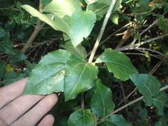 Podanthus ovatifolius