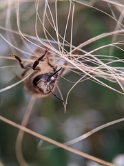 Apis mellifera