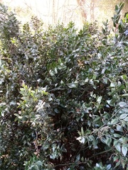 Ruscus