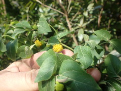 Podanthus ovatifolius