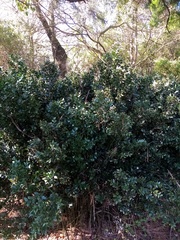 Ruscus