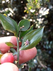 Ruscus