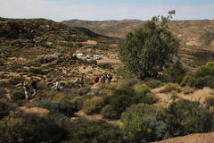 Ficus cordata cordata