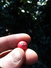 Ruscus