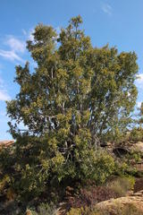 Ficus cordata cordata