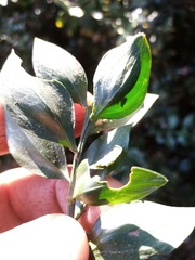 Ruscus