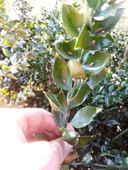 Ruscus