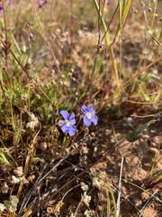 Heliophila acuminata