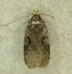 Agonopterix hyperella