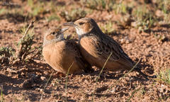 Chersomanes albofasciata albofasciata