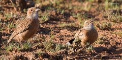 Chersomanes albofasciata albofasciata