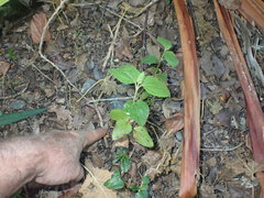 Podanthus ovatifolius