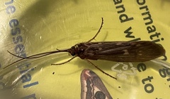 Potamophylax cingulatus