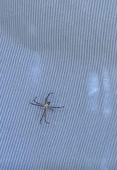 Argiope argentata