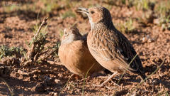 Chersomanes albofasciata albofasciata