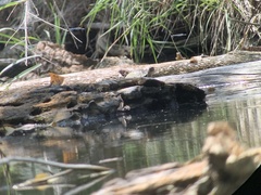 Kinosternon hirtipes murrayi