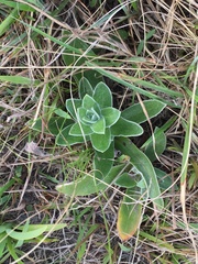 Helichrysum foetidum