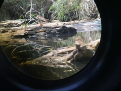 Kinosternon hirtipes murrayi