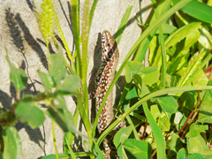 Podarcis muralis