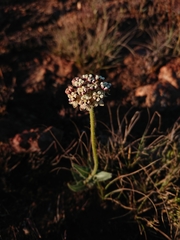 Asclepias fallax