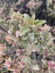 Santalum haleakalae