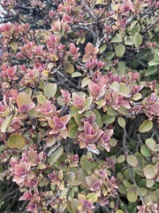 Santalum haleakalae