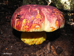 Butyriboletus loyo