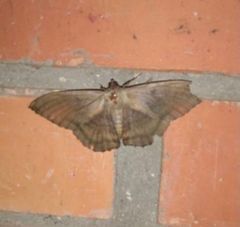 Lepidoptera