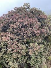 Santalum haleakalae