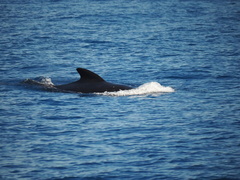 Globicephala