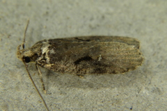 Agonopterix hyperella