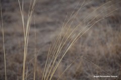 Stipa lagascae