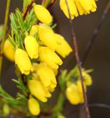 Erica campanularis