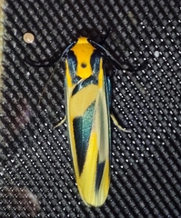 Chrysorabdia vilemani
