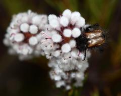Spatalla mollis