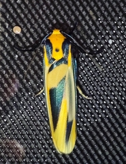 Chrysorabdia vilemani