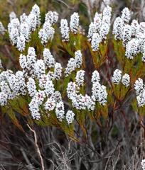 Spatalla mollis