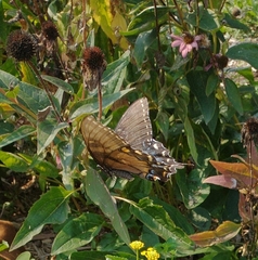 Papilio glaucus