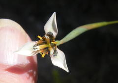 Moraea unguiculata