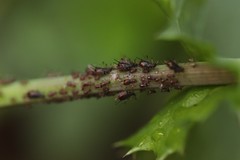 Uroleucon sonchi
