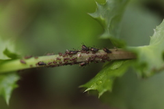 Uroleucon sonchi