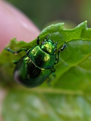 Chrysolina herbacea