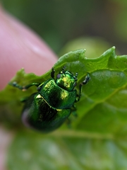 Chrysolina herbacea