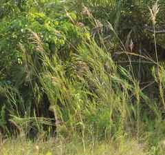Phragmites mauritianus