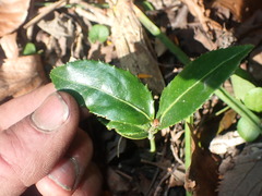 Euonymus lucidus