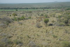 Aloe marlothii marlothii