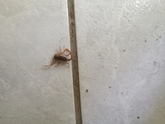 Paravaejovis spinigerus