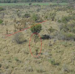 Aloe marlothii marlothii