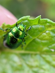 Chrysolina herbacea