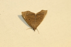 Focillidia texana